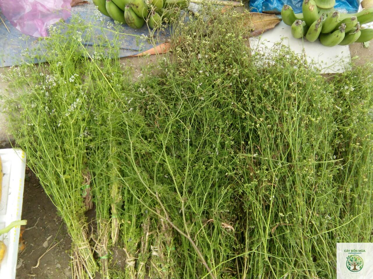 cây mùi già - Image 2