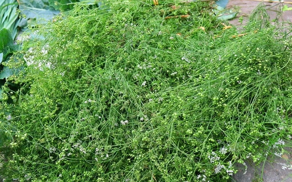 cây mùi già - Image 4