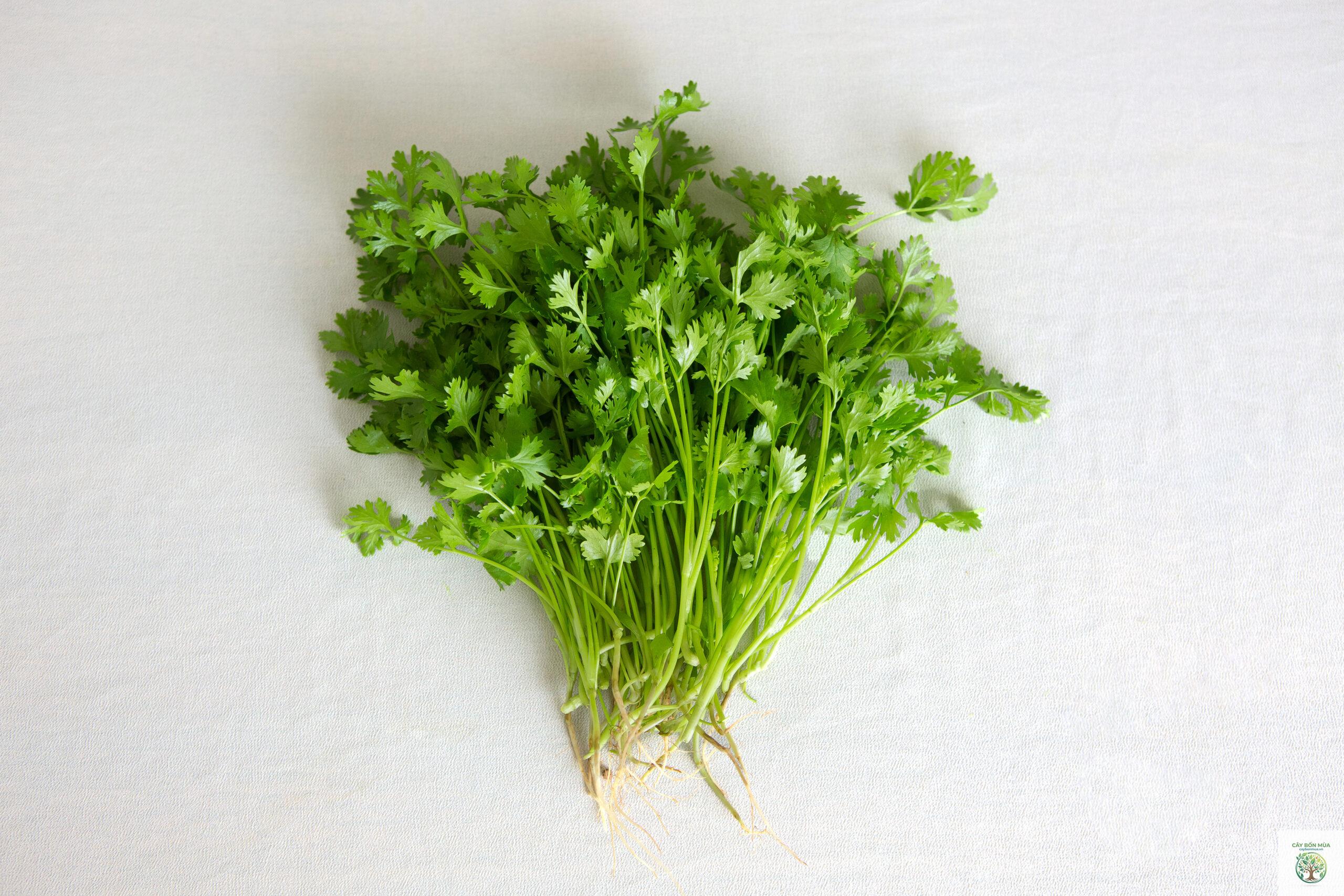 cây mùi ta - Image 4