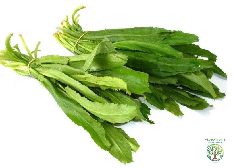 cây mùi tàu - Image 1