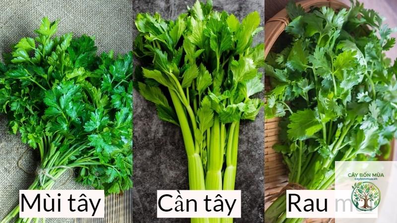 cây mùi tây lá phẳng