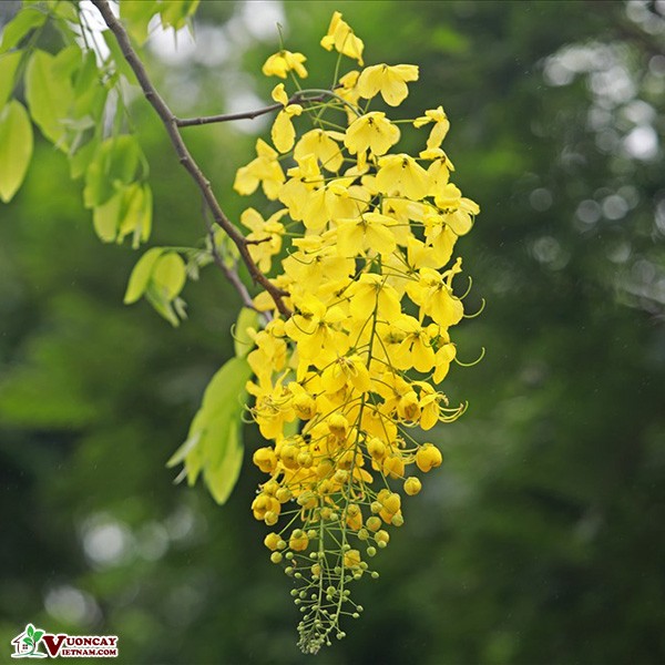 cây muồng hoàng yến - Image 4
