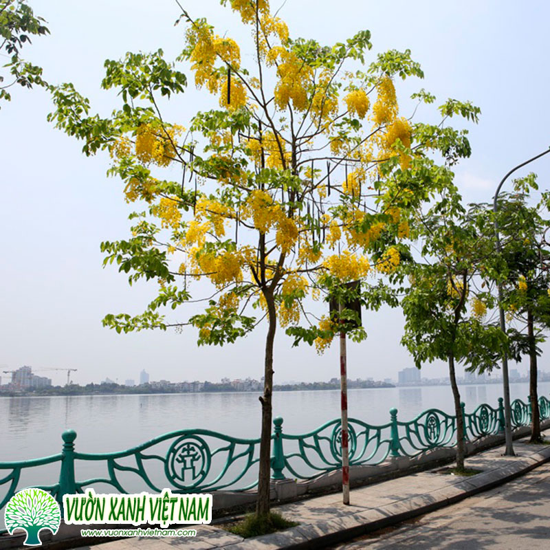 cây muồng hoàng yến - Image 5
