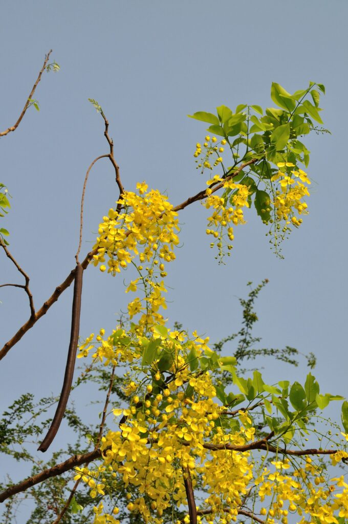 cây muồng hoàng yến