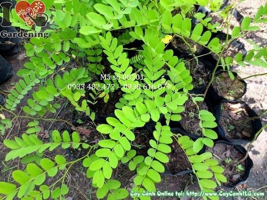 cây muồng khơi - Image 2