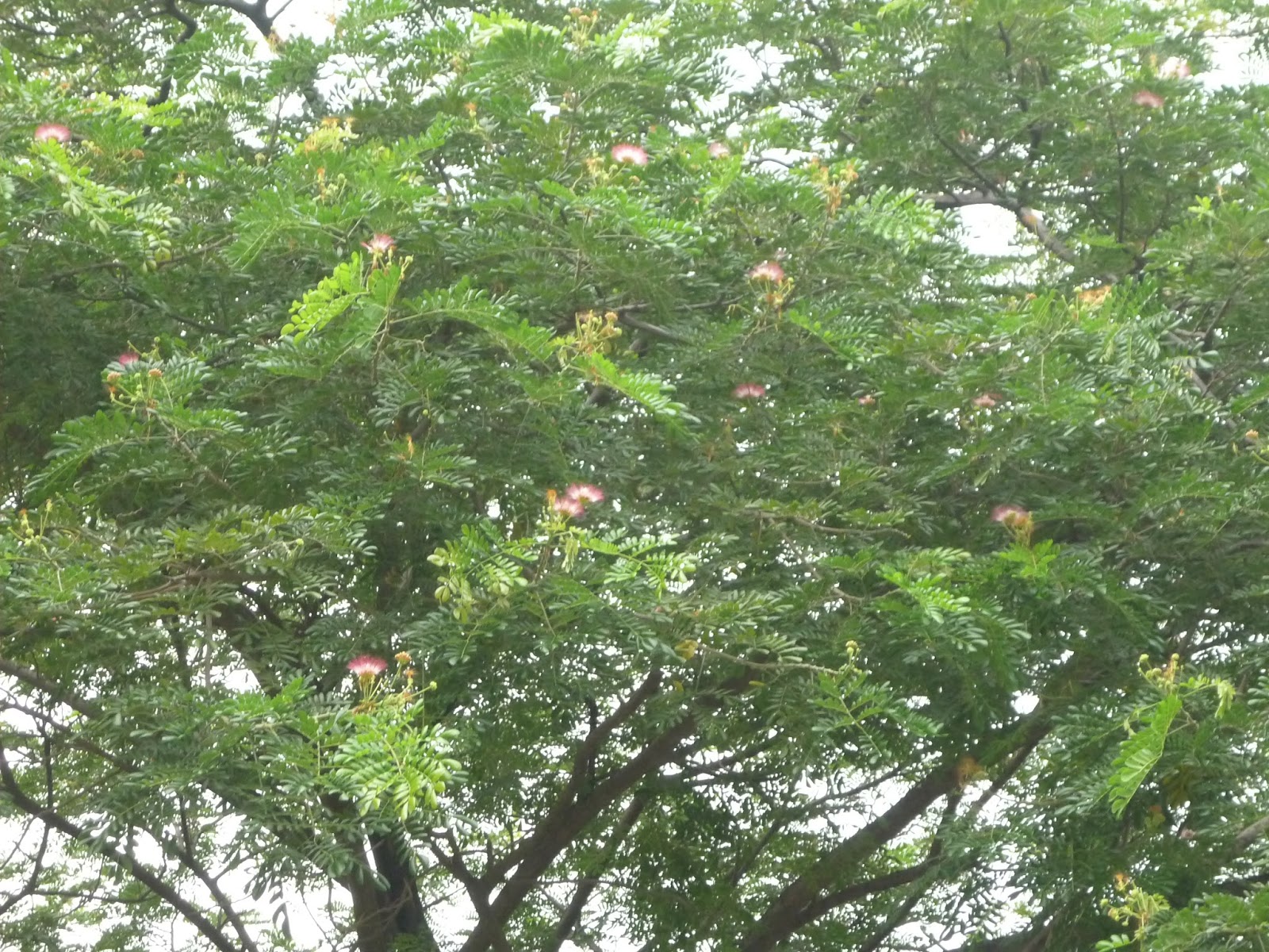 cây muồng ngủ - Image 4