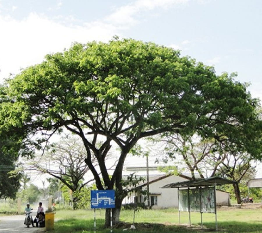 cây muồng ngủ