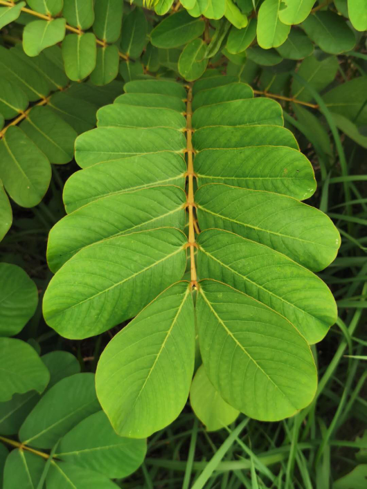cây muồng trâu - Image 5