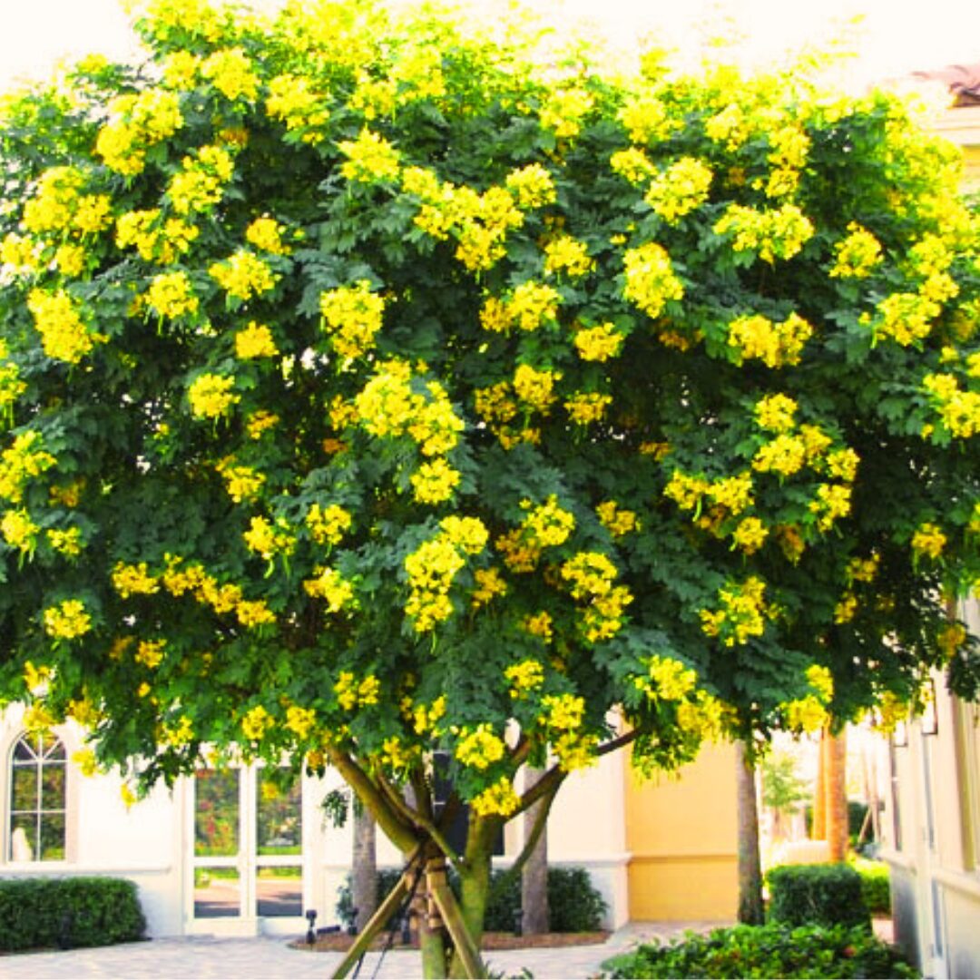 cây muồng xiêm - Image 2