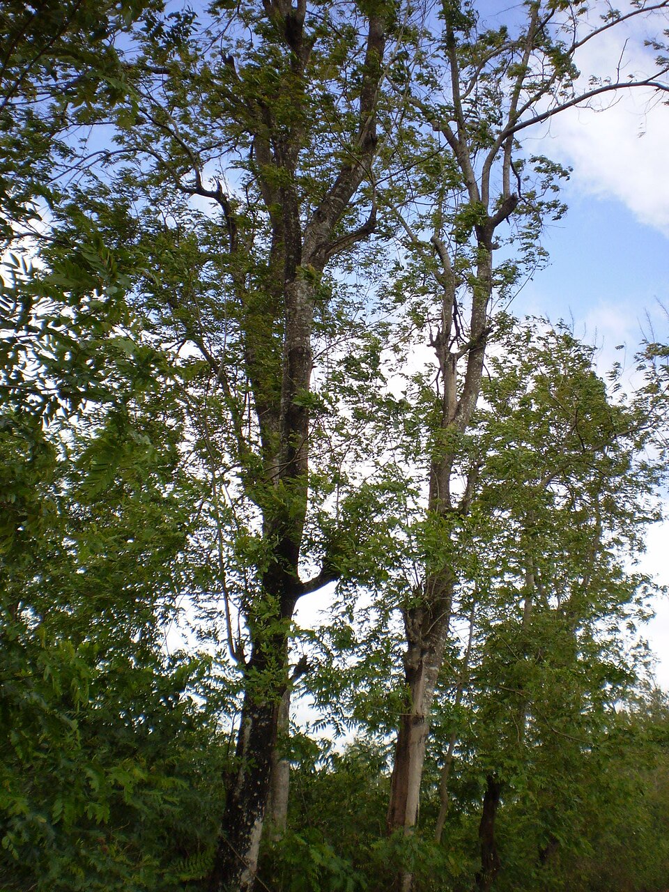 cây muồng xiêm - Image 3