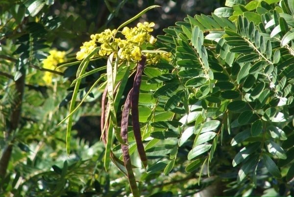cây muồng xiêm - Image 4