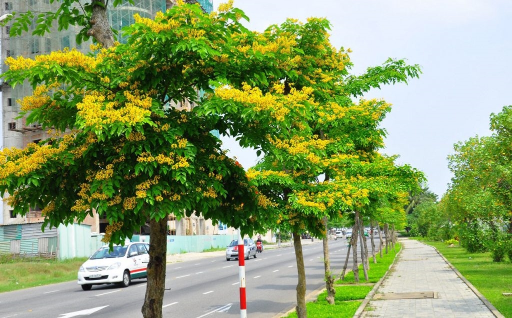 cây muồng xiêm - Image 5