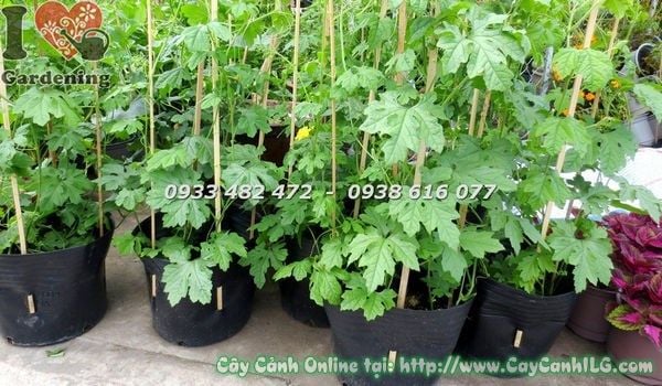 cây mướp đắng - Image 2