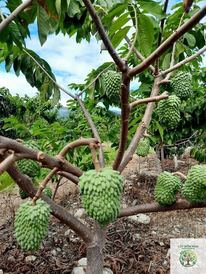 cây na Đài Loan - Image 1