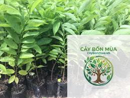cây na bở - Image 4