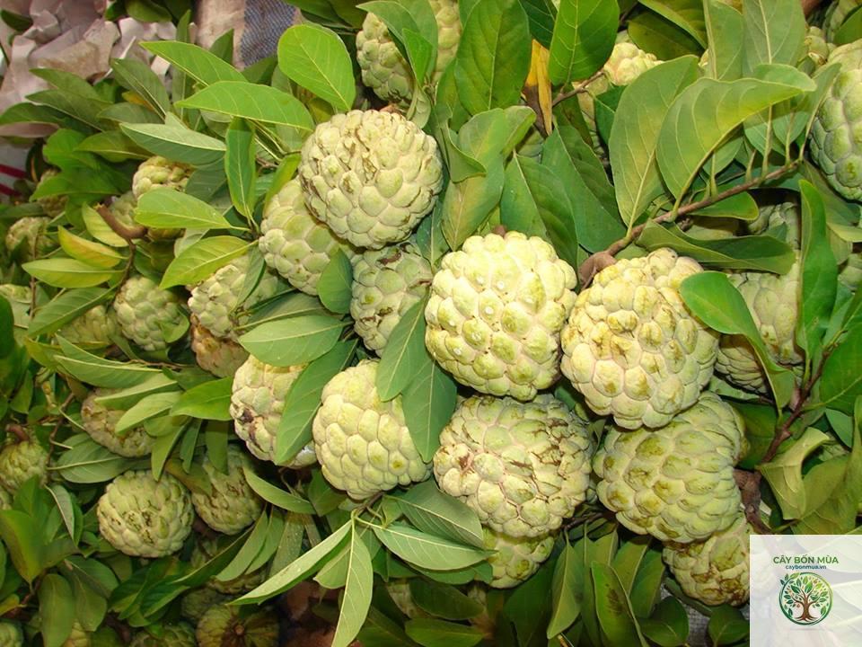 cây na dai - Image 4