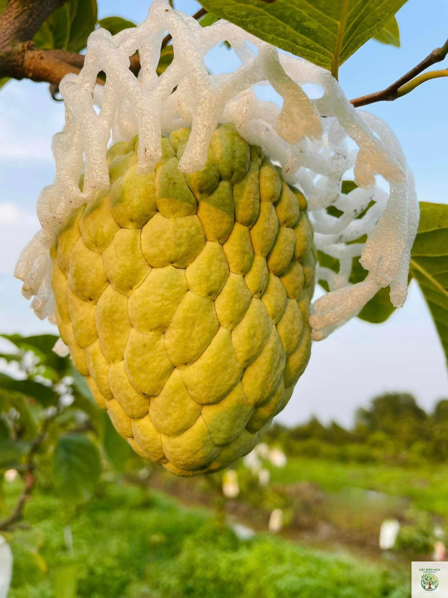 cây na hoàng hậu - Image 2