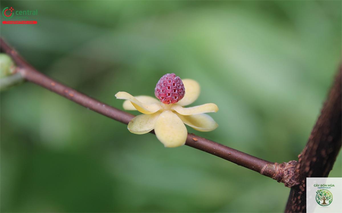 cây na rừng - Image 5