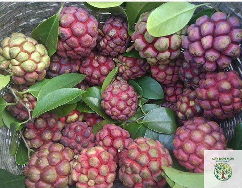 cây na rừng