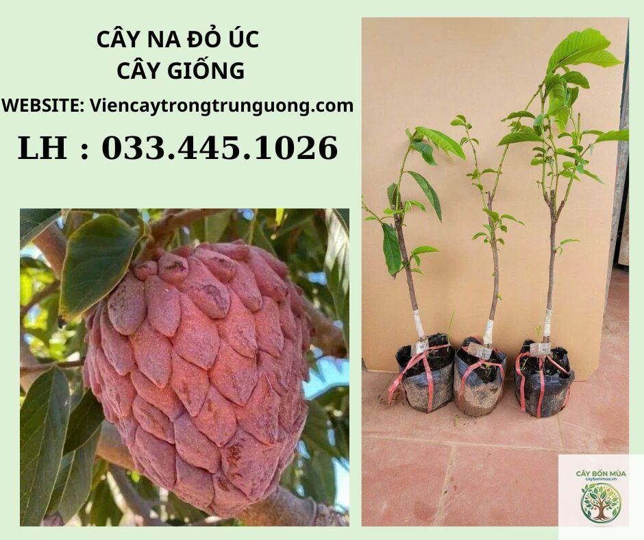 cây na ruột đỏ - Image 2