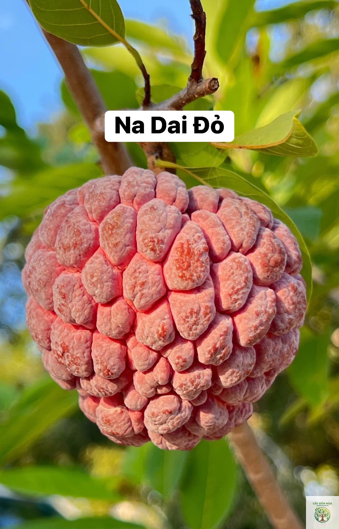 cây na ruột đỏ - Image 5