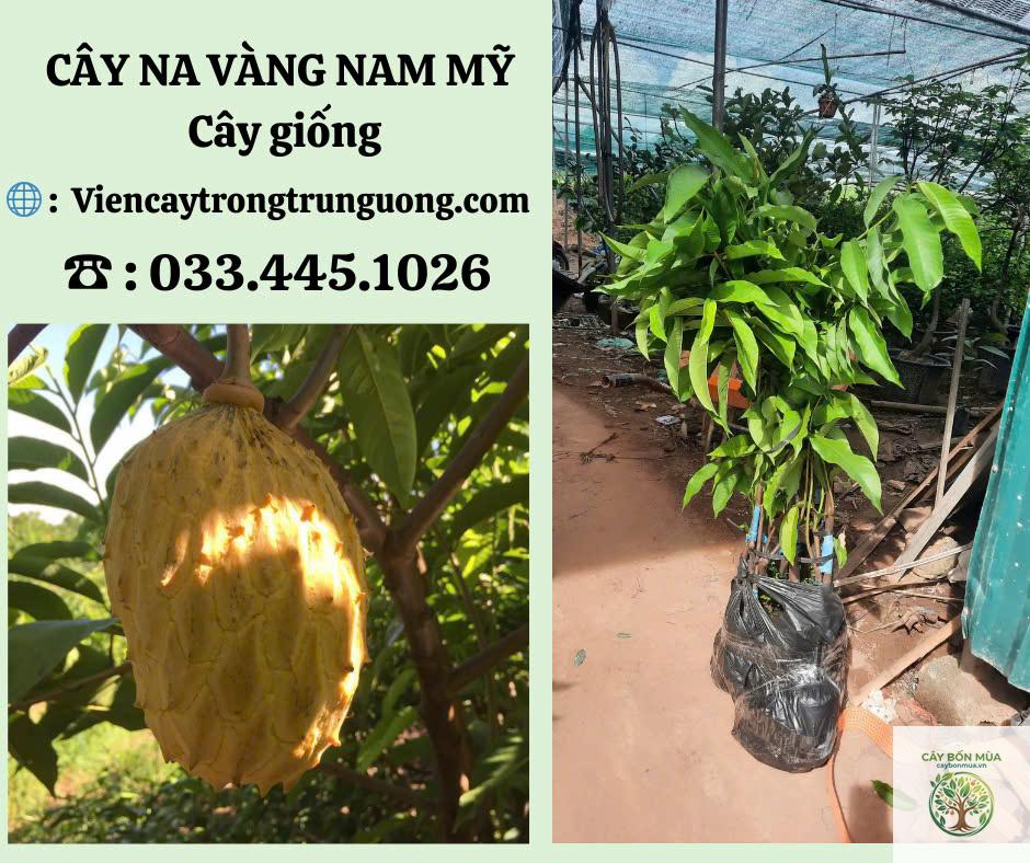 cây na ruột vàng - Image 5