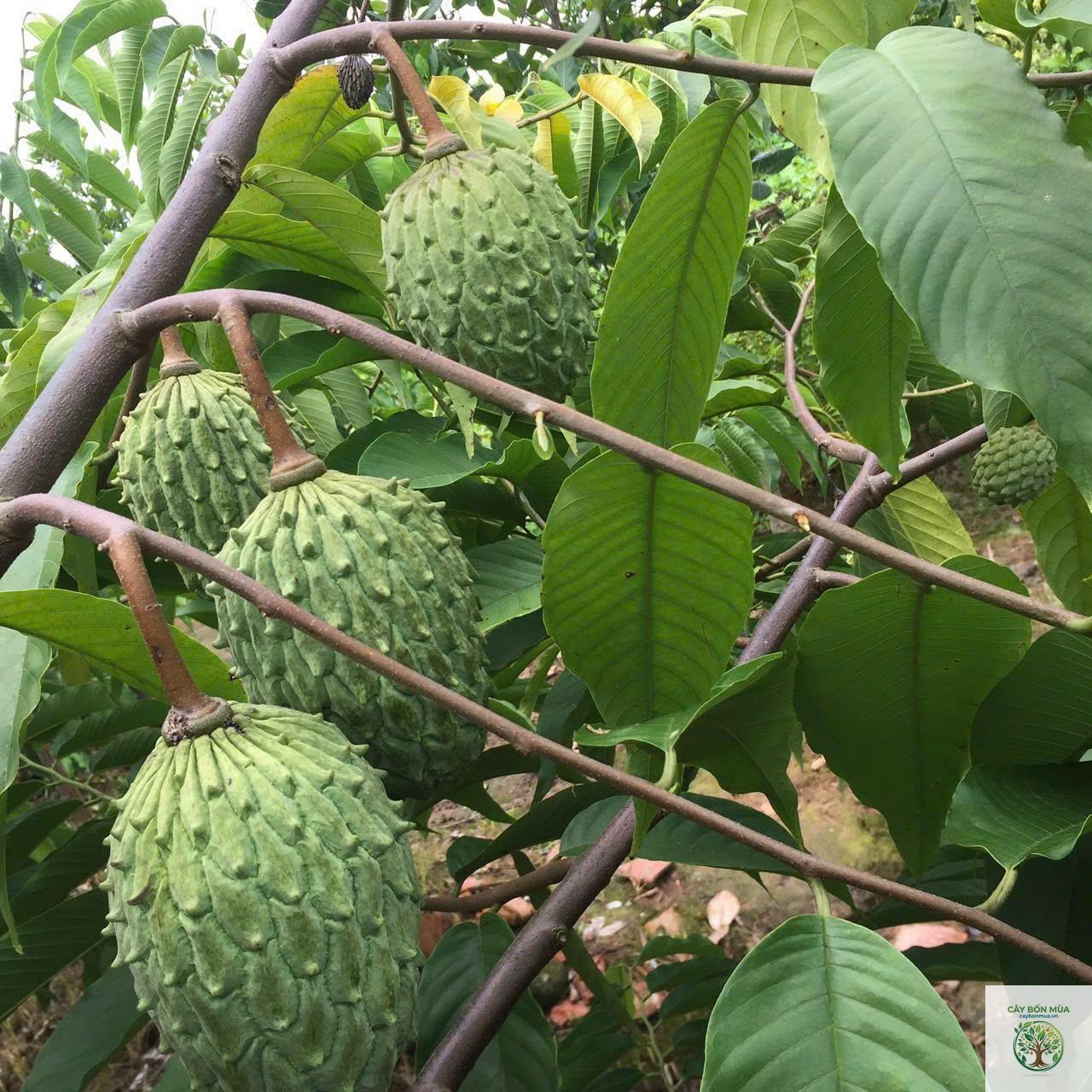 cây na ruột vàng - Image 1