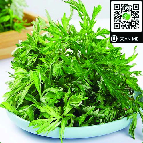 cây ngải cứu - Image 3