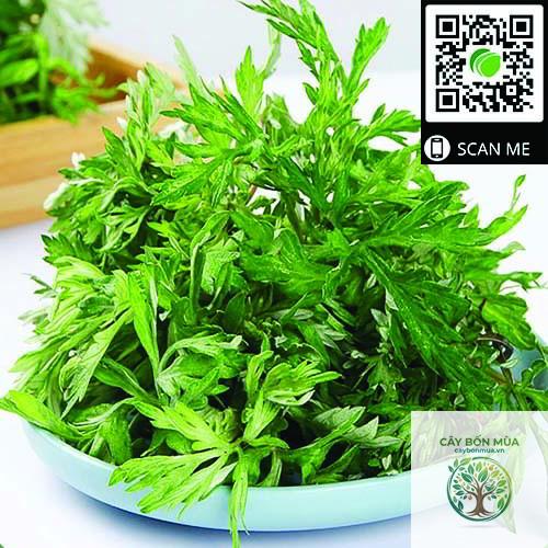 cây ngải cứu Alpine - Image 4