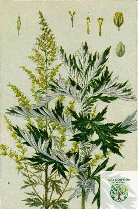 cây ngải cứu Artemisia - Image 2