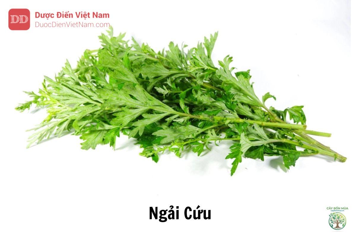 cây ngải cứu Artemisia - Image 5