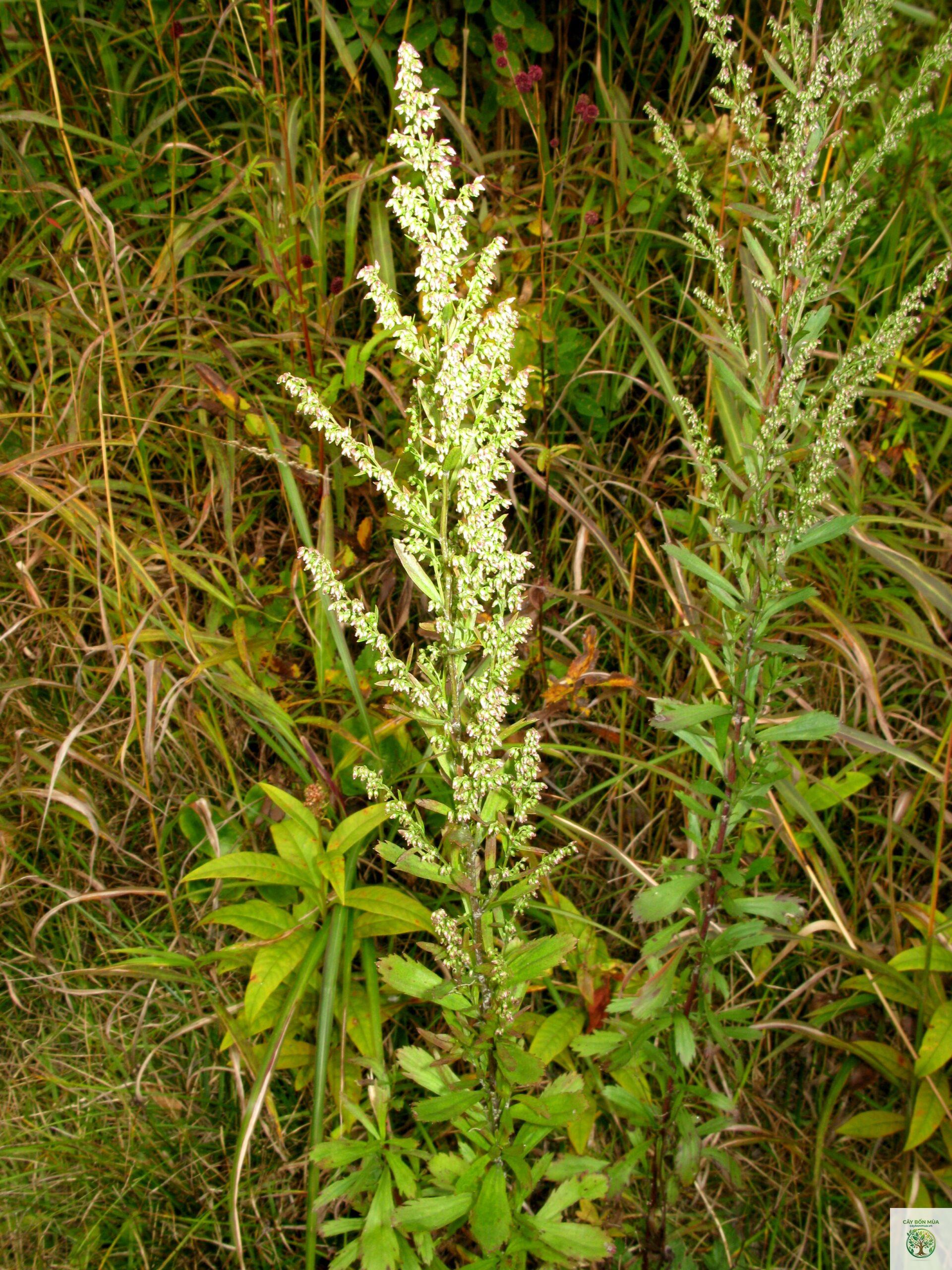 cây ngải cứu Nhật - Image 4
