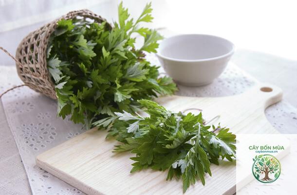 cây ngải cứu Nhật - Image 1