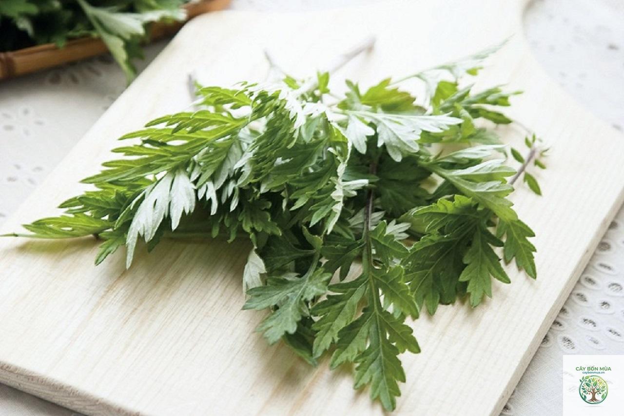 cây ngải cứu Trung Quốc - Image 2