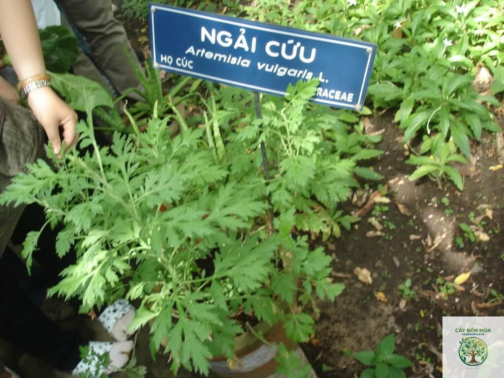 cây ngải cứu Trung Quốc