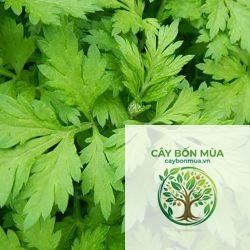 cây ngải cứu biển - Image 2