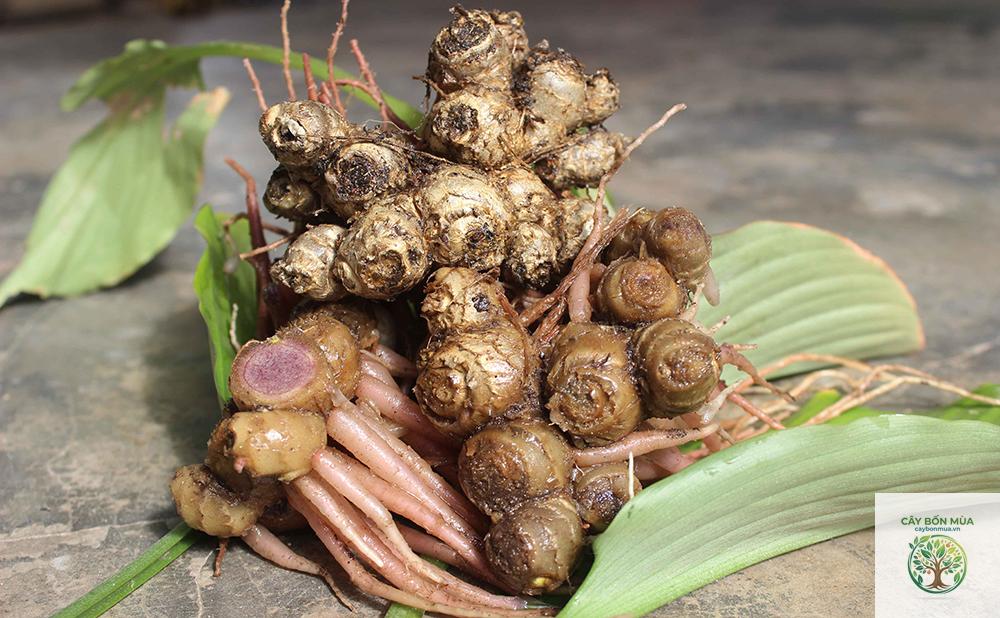 cây ngải cứu núi - Image 3