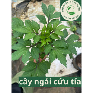 cây ngải cứu tía