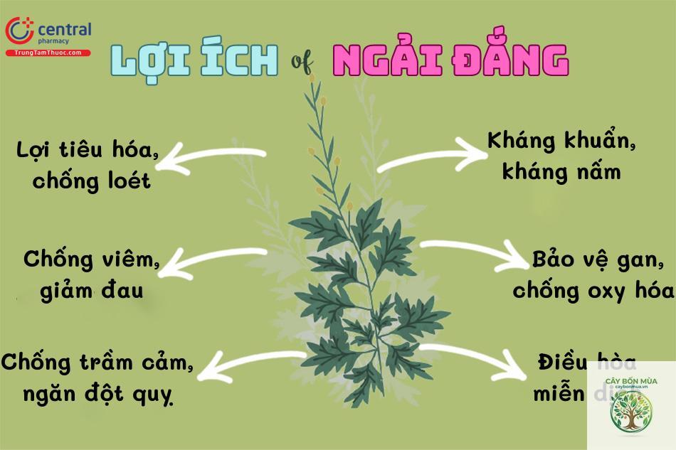 cây ngải đắng - Image 3
