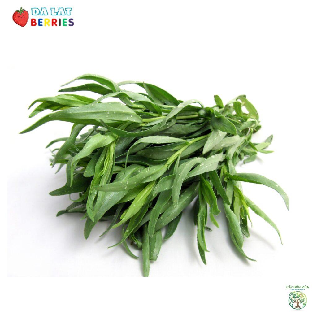cây ngải giấm Mexico