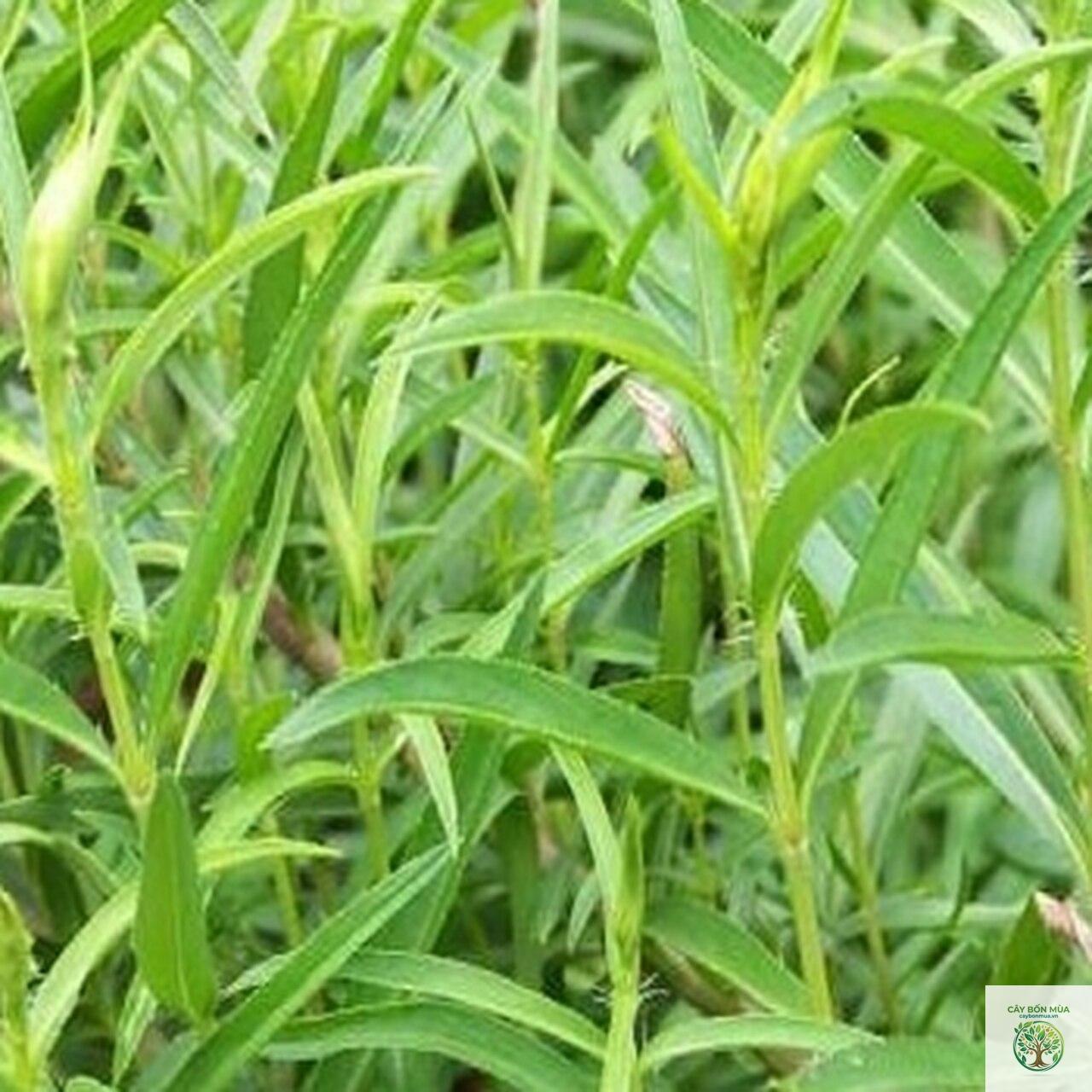 cây ngải giấm Nga - Image 2
