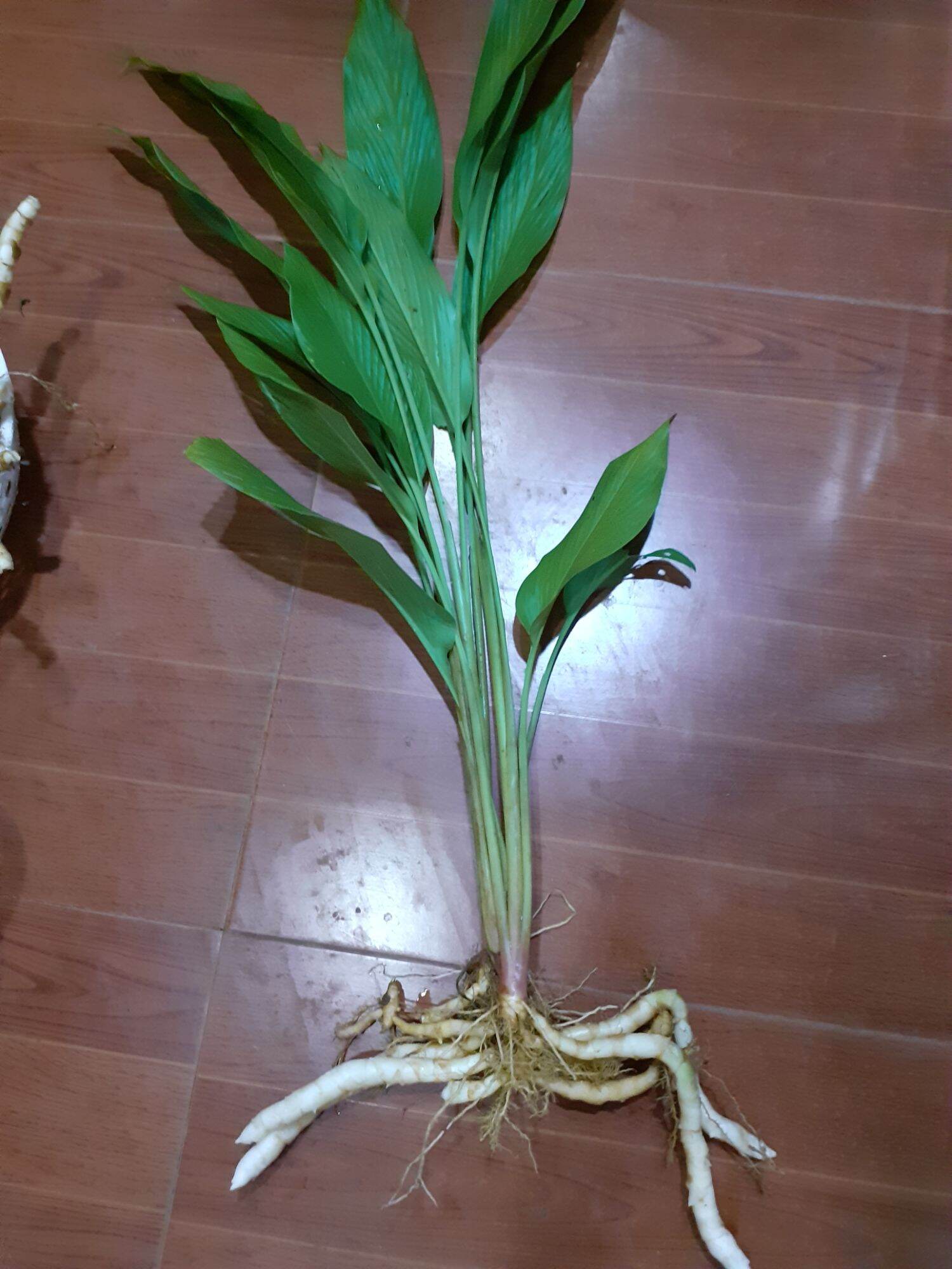 cây ngải trắng - Image 2