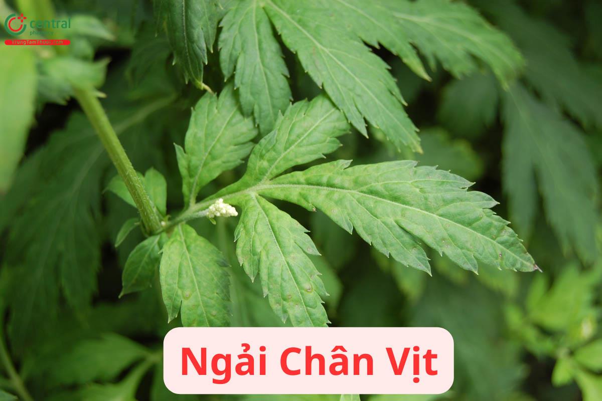 cây ngải trắng - Image 3