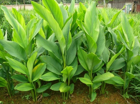 cây nghệ - Image 3