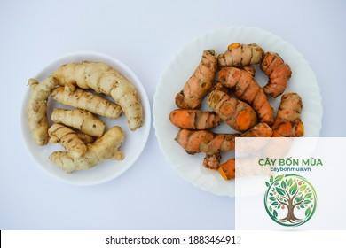 cây nghệ Amba Haldi - Image 2