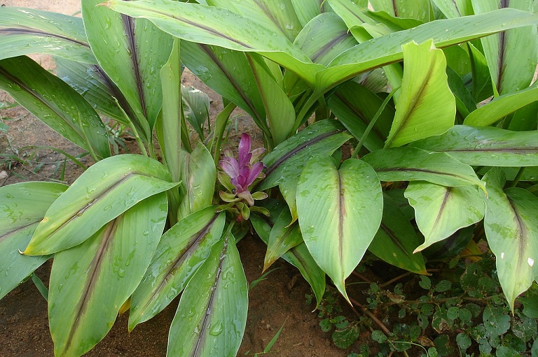 cây nghệ đen