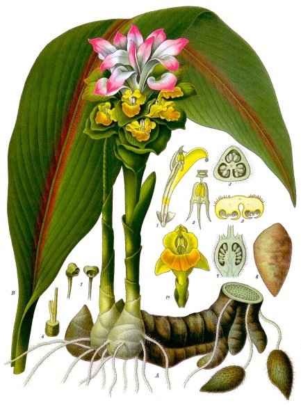 cây nghệ đen - Image 4