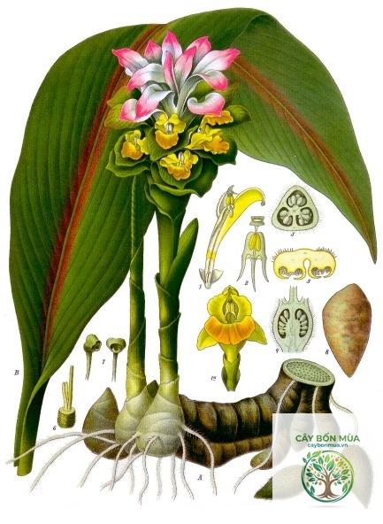 cây nghệ đen Java