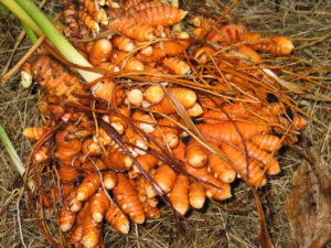 cây nghệ đỏ