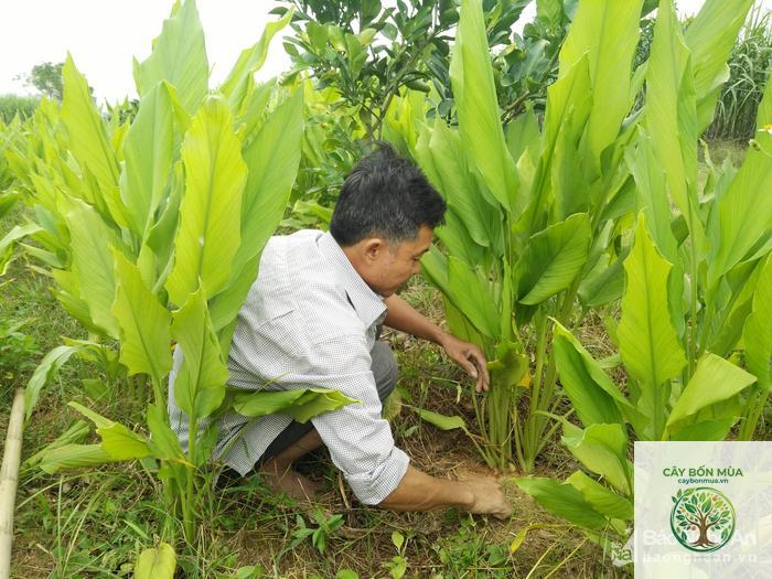 cây nghệ đỏ rừng